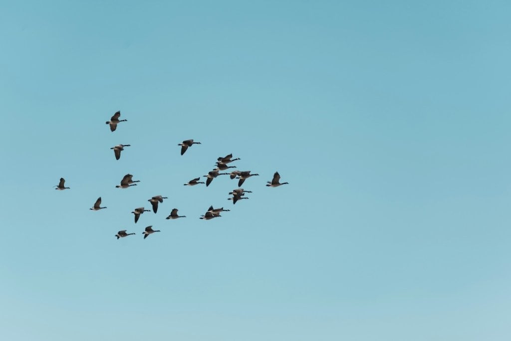Birds, flocking