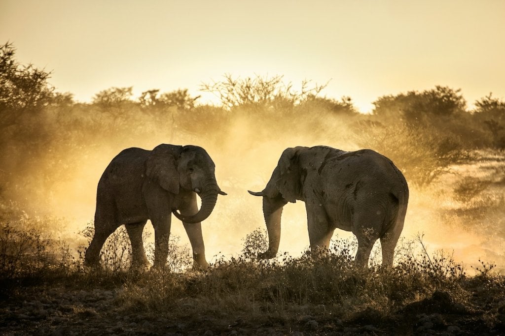 Elephants in the dust at sunset